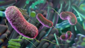 ¿Afecta la microbiota intestinal a las relaciones sociales? | Materia gris | Ciencia