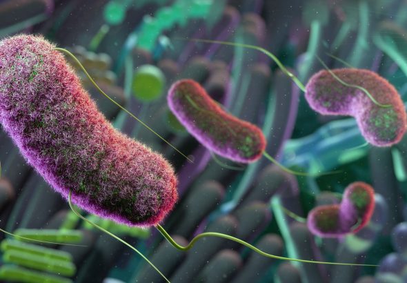 ¿Afecta la microbiota intestinal a las relaciones sociales? | Materia gris | Ciencia