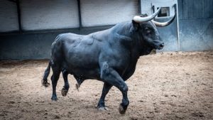 Triana, toro de la ganadería de Samuel Flores, lidiado en Las Ventas el 24 de septiembre del año pasado.