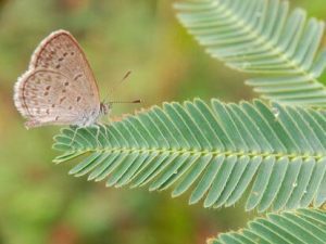 'Zizeeria knysna', conocida comunmente como 'Violetilla', es una especie de mariposa que se encuentra en África, en Chipre y en la Península Ibérica